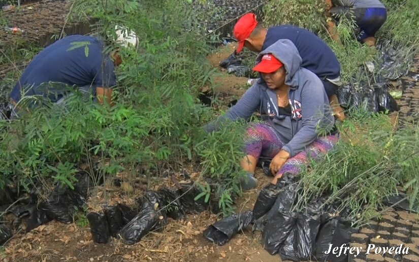 plantas